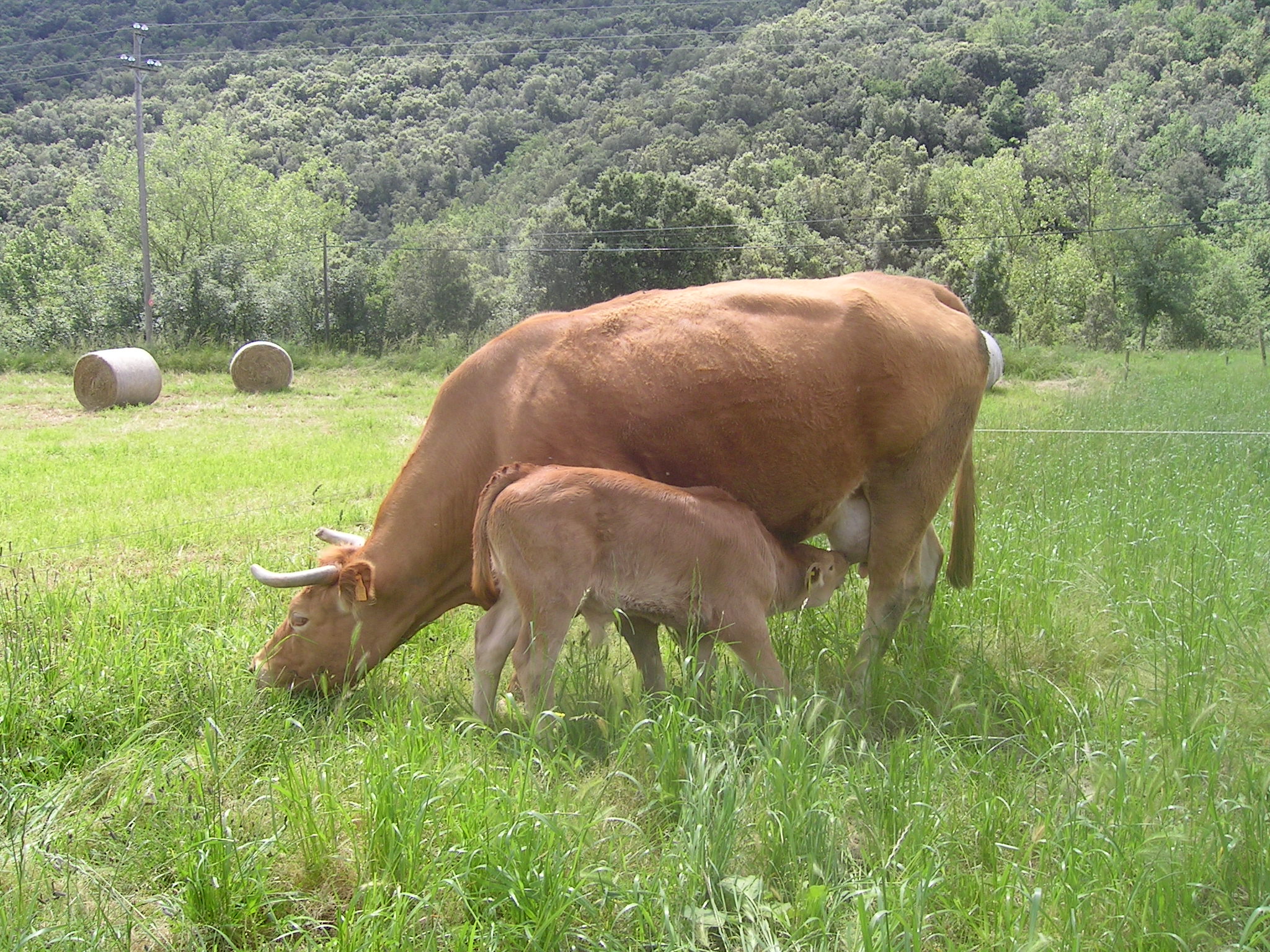 CASA RURAL MAS EL PLA